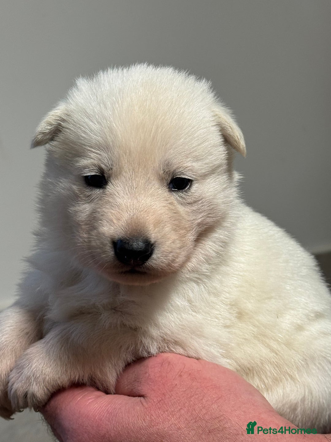White Swiss Shepherd dogs for sale: WSS One boy and one girl available  - Advert 16