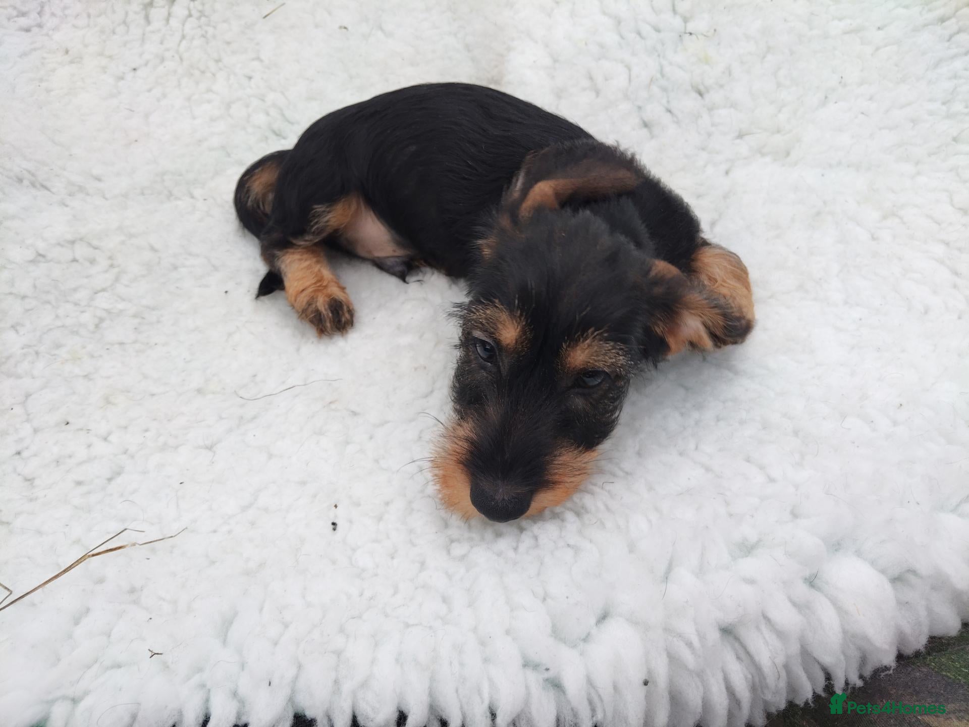 Dachshund dogs Minature wired hair dachshund male  - Advert 1
