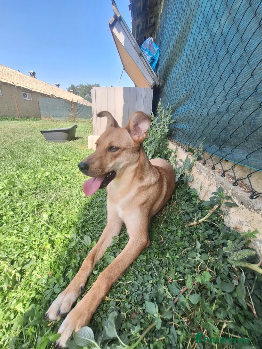 Mixed Breed dogs for adoption: Sandy for adoption - Advert 3