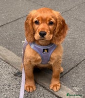 Cocker Spaniel dogs - Advert 14