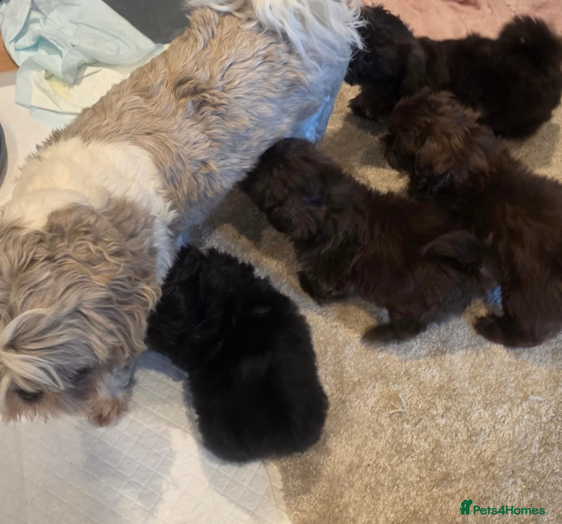 Shih Tzu dogs Mini Chocolate Pedigree Shih Tzu Puppies Orpington - Advert 1