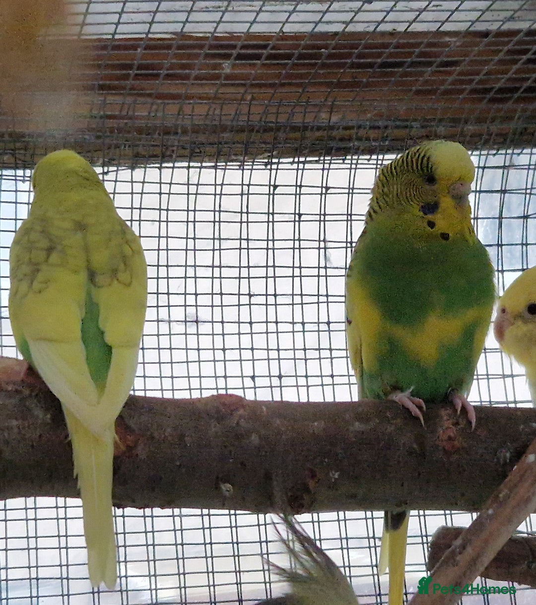 Budgerigars birds for sale: Baby budgies for sale from 15th Dec  - Advert 13