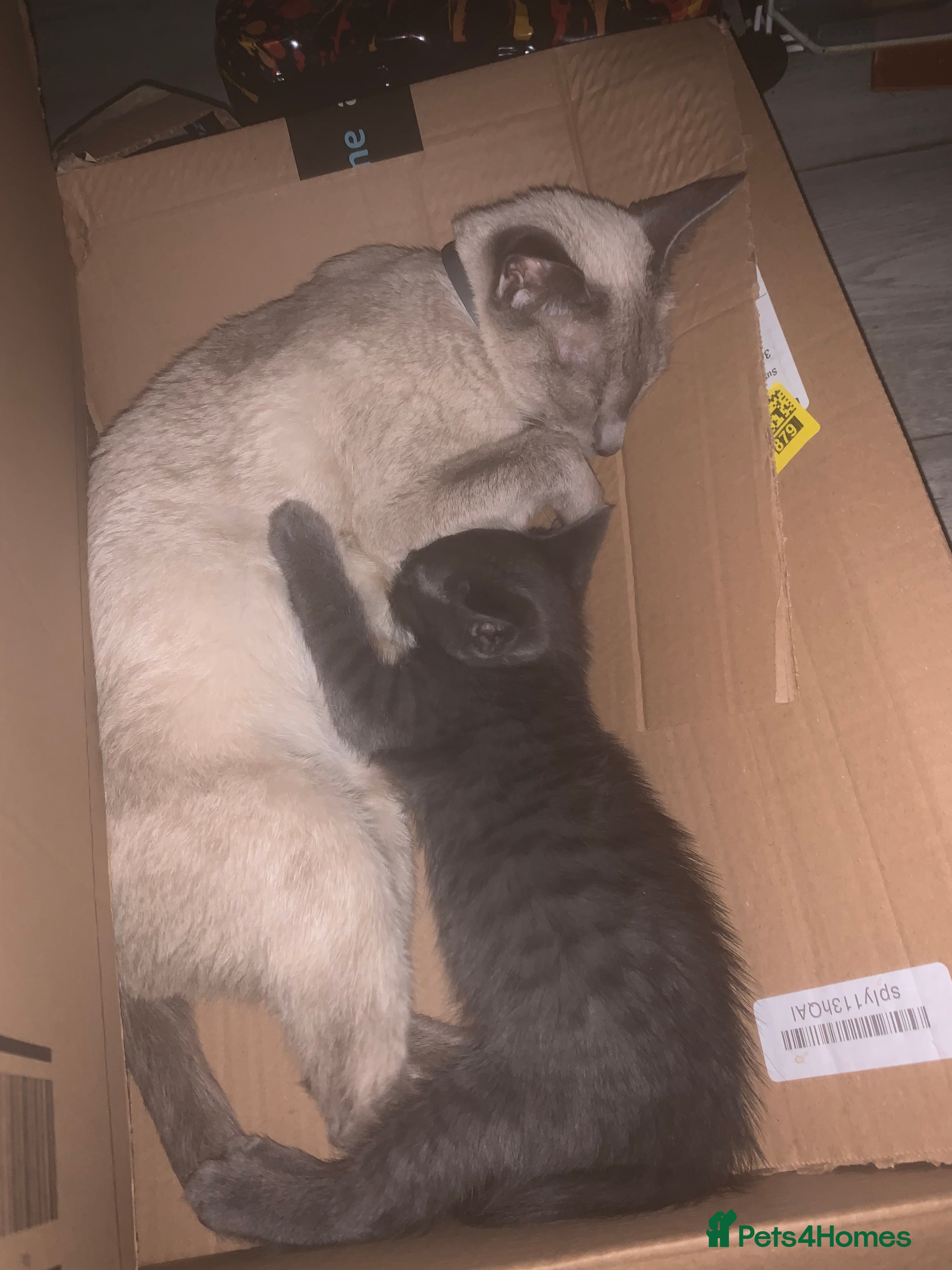 Oriental cats Male oriental kittens for sale - Advert 1