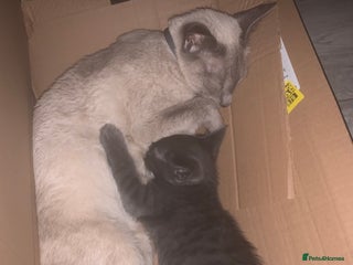 Oriental cats Male oriental kittens for sale - Advert 6