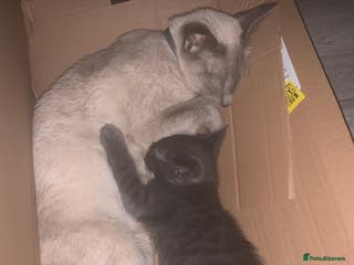 Oriental cats Male oriental kittens for sale - Advert 15