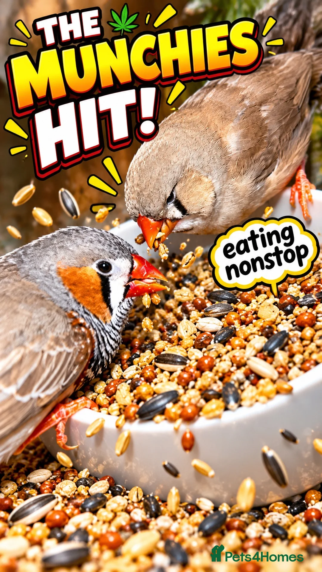 Finches birds for sale: A pair of breeding Zebra Finches  in Salford - Advert 2