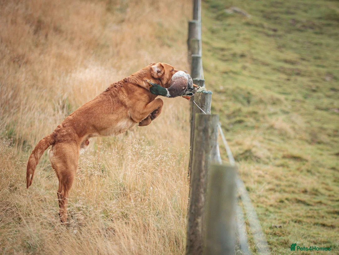 Labrador Retriever dogs for stud: Dark fox red KC working Labrador Stud in Inverness - Advert 5