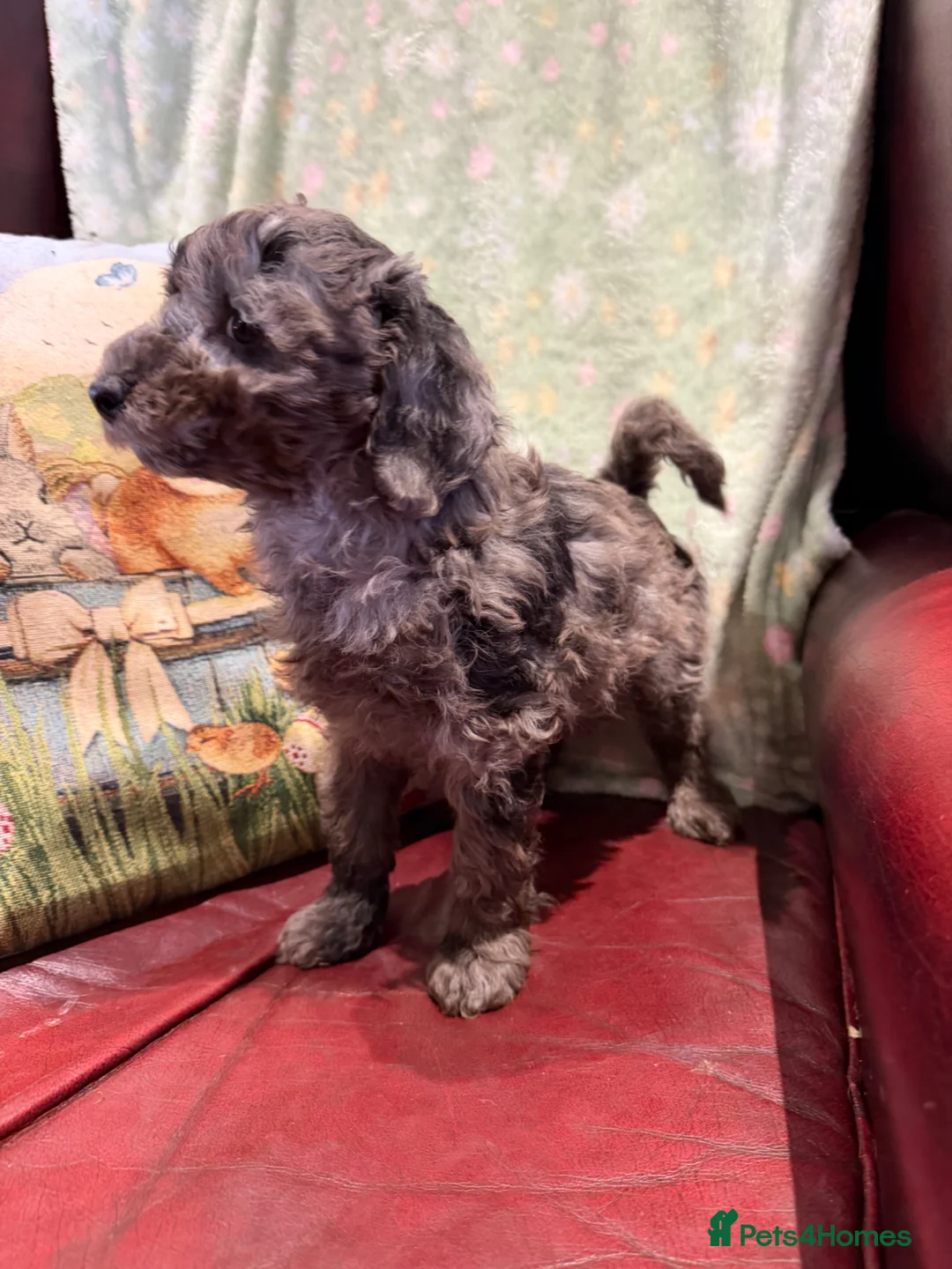 Toy Poodle dogs for sale: ❤️3 toy poodle puppies 🐶  - Advert 2