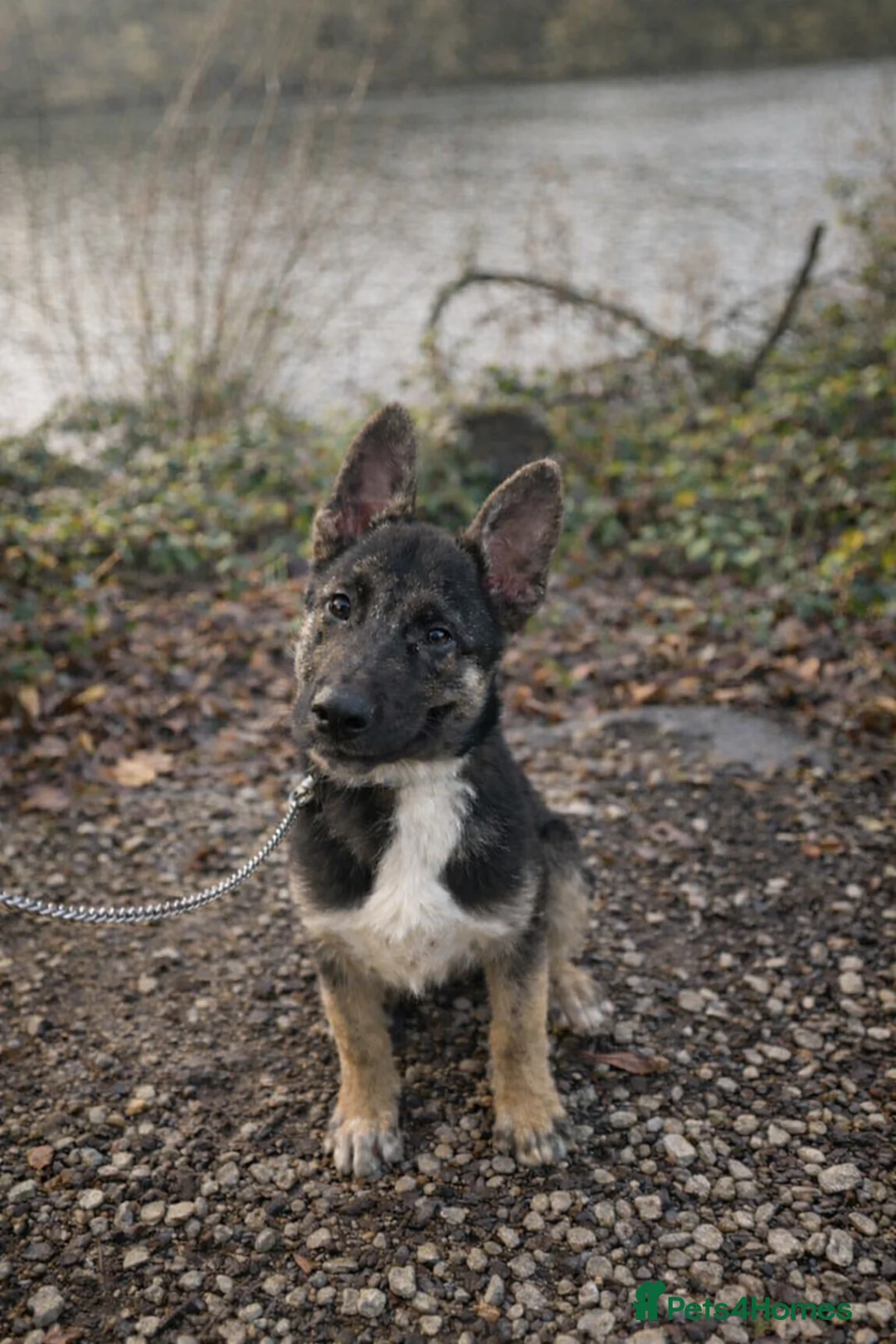 Mixed Breed dogs for sale: German shepherd cross (Fenrir) - Advert 2
