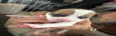Mixed Breed 3