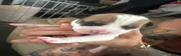 Mixed Breed dogs for sale: Mixed breed in Sheffield - Advert 14