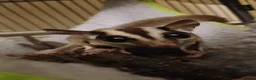 Sugar Glider rodents for sale: 2 Bonded Sugar Gliders Female - Advert 2