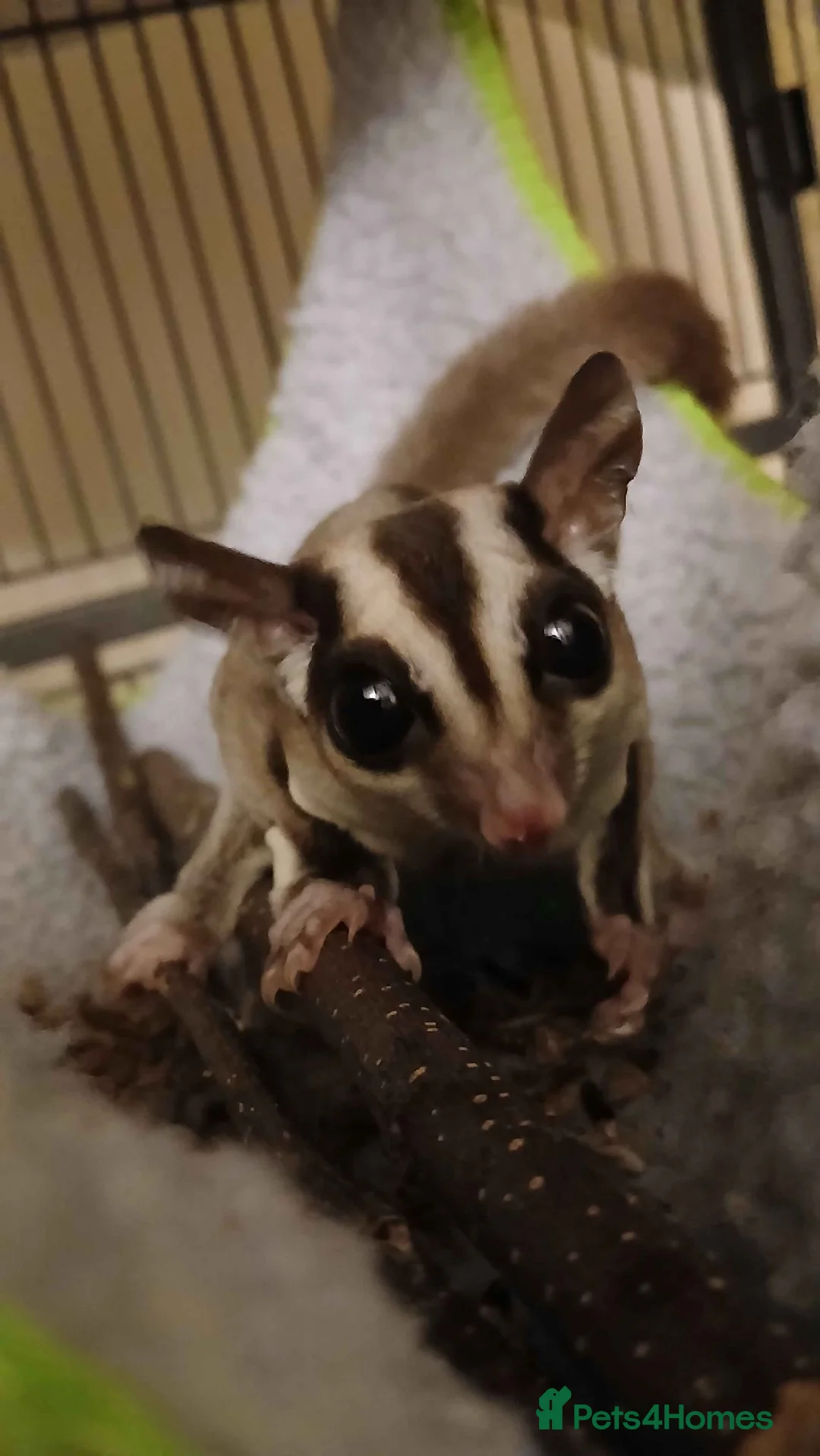 Sugar Glider rodents for sale: 2 Bonded Sugar Gliders Female - Advert 2