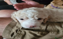 Cockapoo dogs for sale: Cockerpoo  - Image 1
