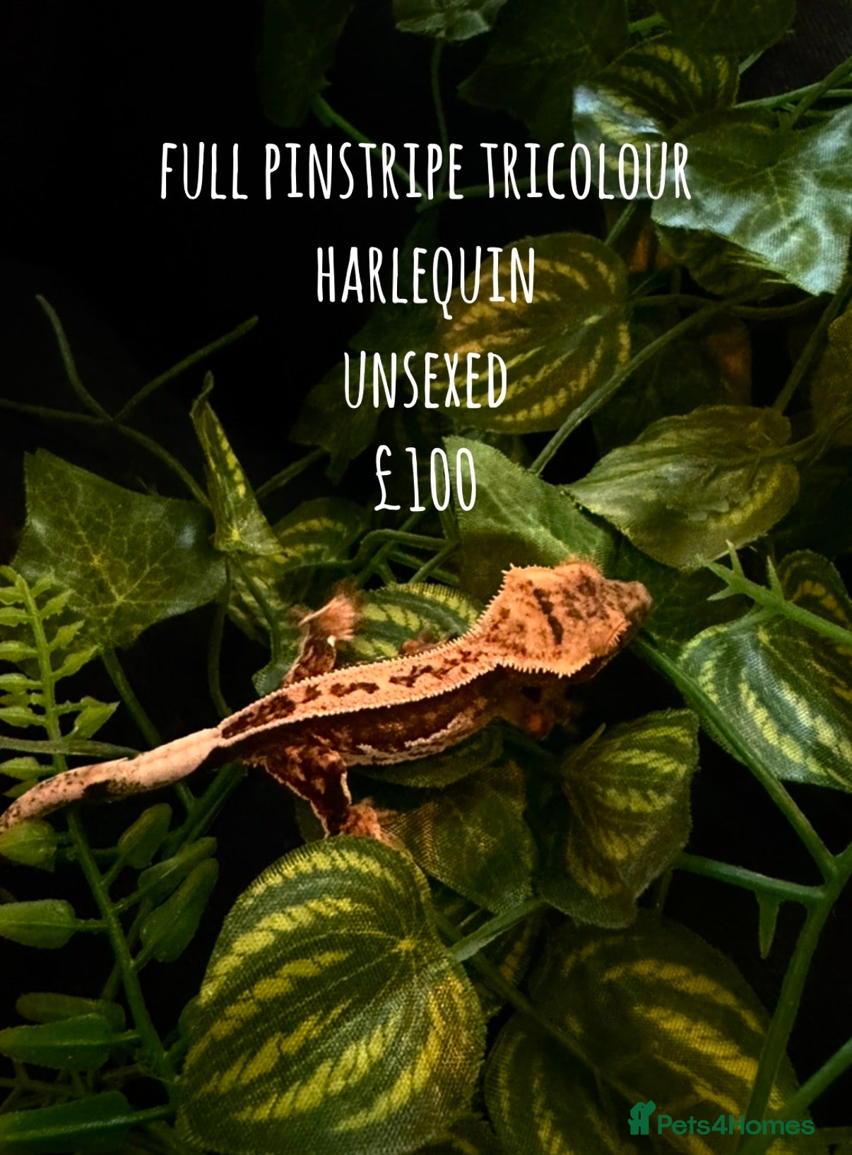 Gecko reptiles Stunning crested geckos - Advert 14