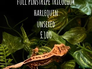 Gecko reptiles Stunning crested geckos - Advert 14