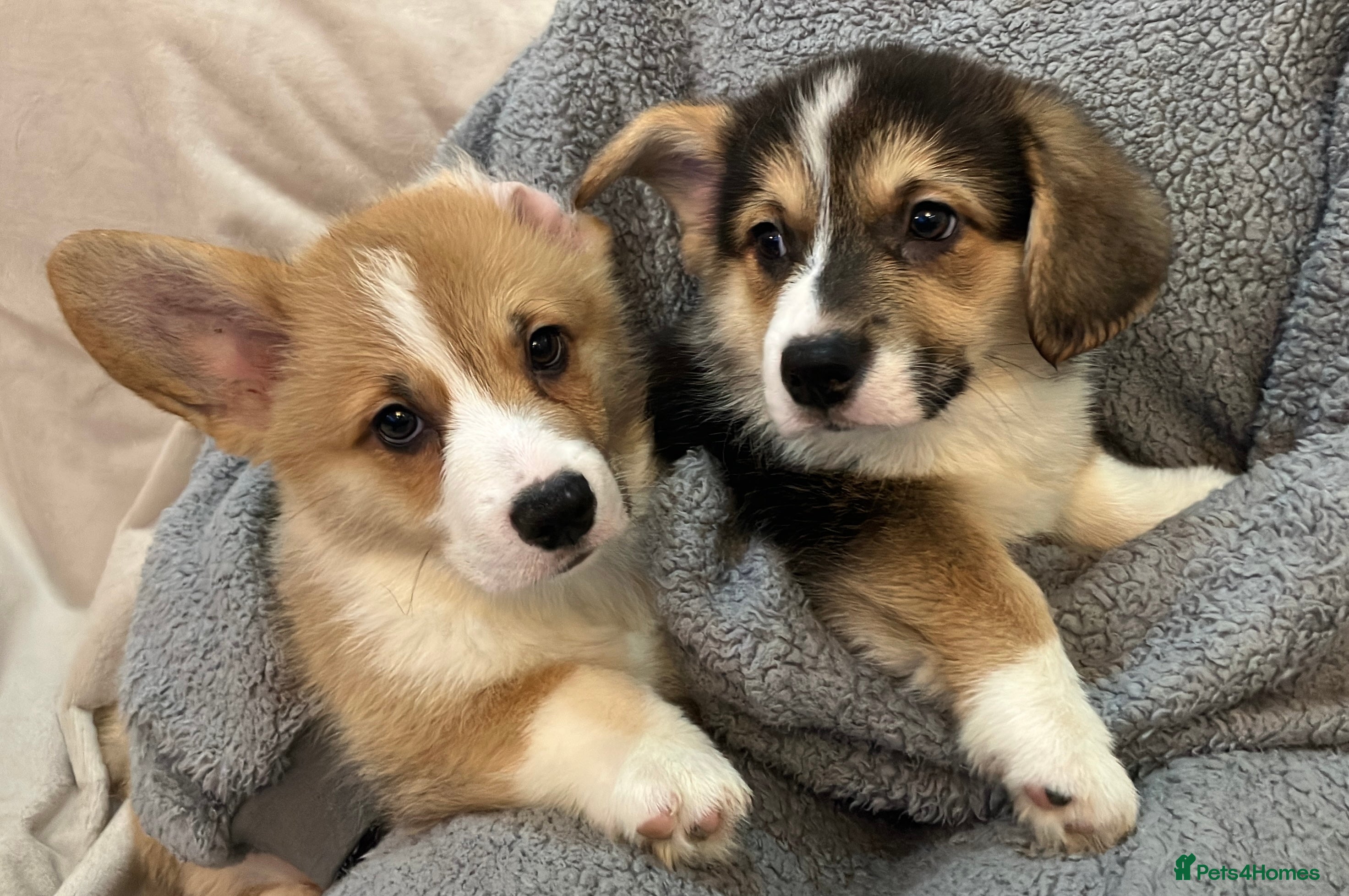 Welsh Corgi Pembroke dogs KC registered boys - Advert 4