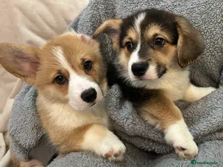 Welsh Corgi Pembroke dogs KC registered boys - Advert 4