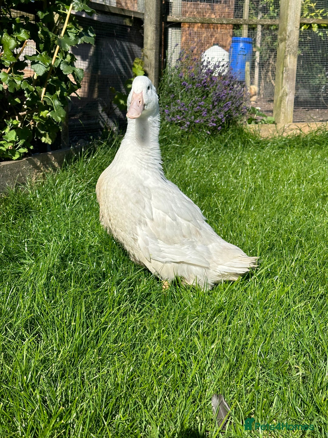 Ducks poultry for sale: Female Aylesbury ducks  - Image 2