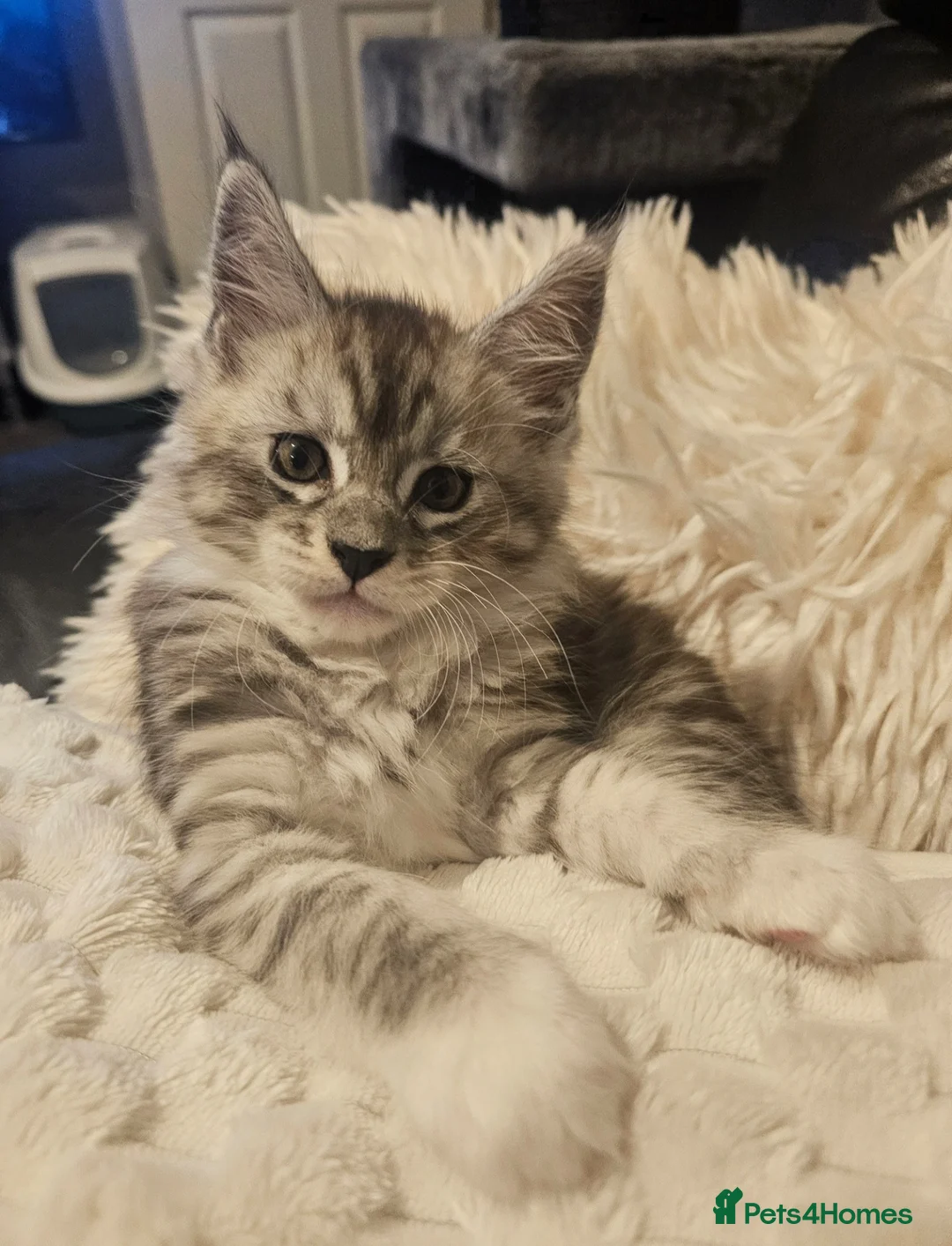 Maine Coon cats for sale: Champion bloodline maine coon kittens TICA - Advert 11