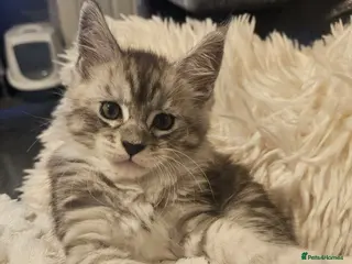 Maine Coon cats Champion bloodline maine coon kittens TICA - Advert 3