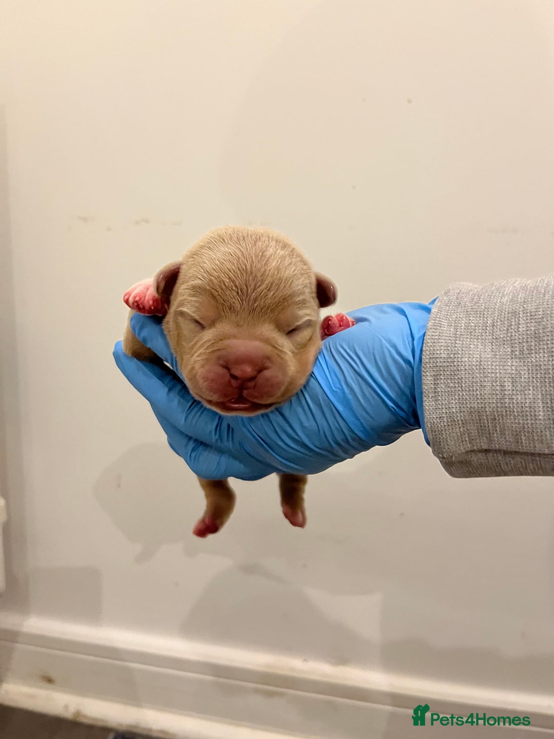 American Bully dogs for sale: American pocket bully puppies  - Advert 14