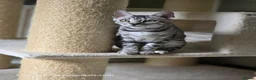 Bengal cats for sale: Gorgeous Health Tested Bengal Kittens  - Advert 4