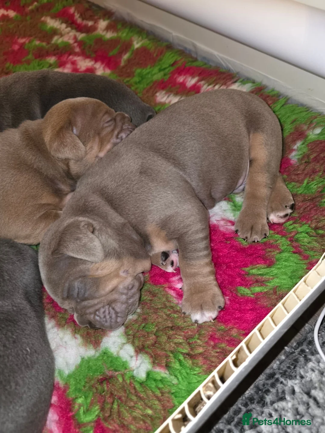 Mixed Breed dogs for sale: English bulldogs  - Advert 3