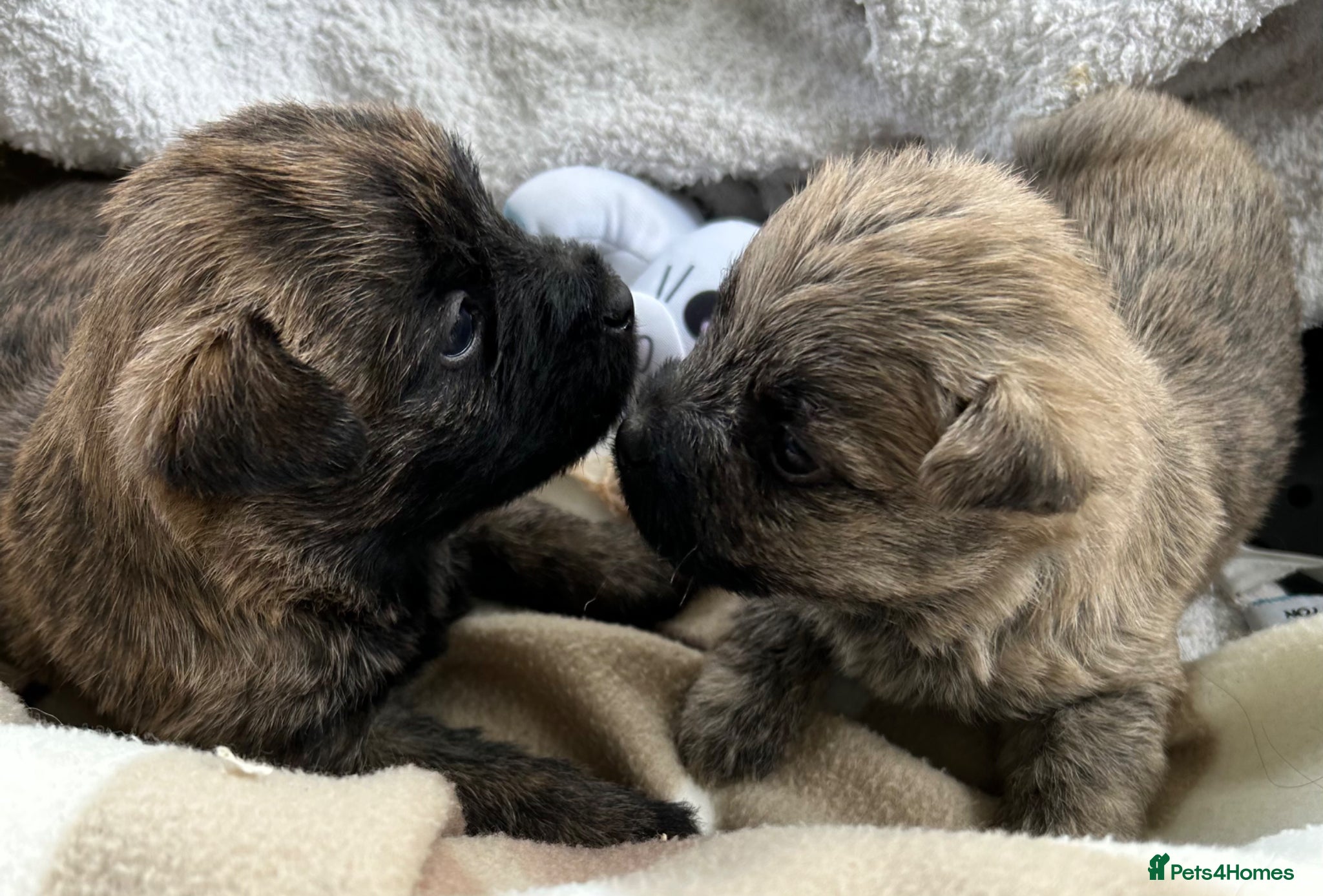Cairn Terrier dogs GORGEOUS CAIRN TERRIER PUPPYS - Advert 1