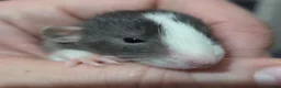 Rat rodents for sale: Dumbos and fancy rats sometimes balds.  - Advert 11