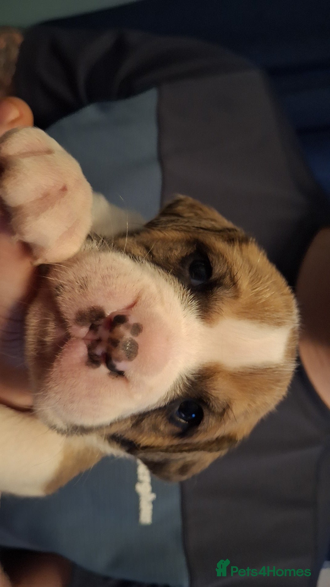 Mixed Breed dogs for sale: Old tyme x puppys  - Advert 8