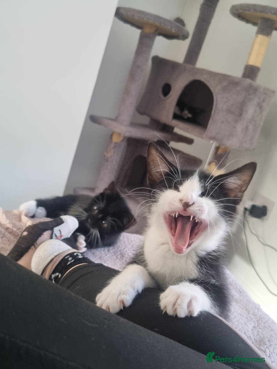 Domestic Shorthair cats for sale: Kittens for sale, READY TO GO NOW!  - Image 12