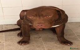 American Bull Staffy dogs for sale: American staffy - Image 2