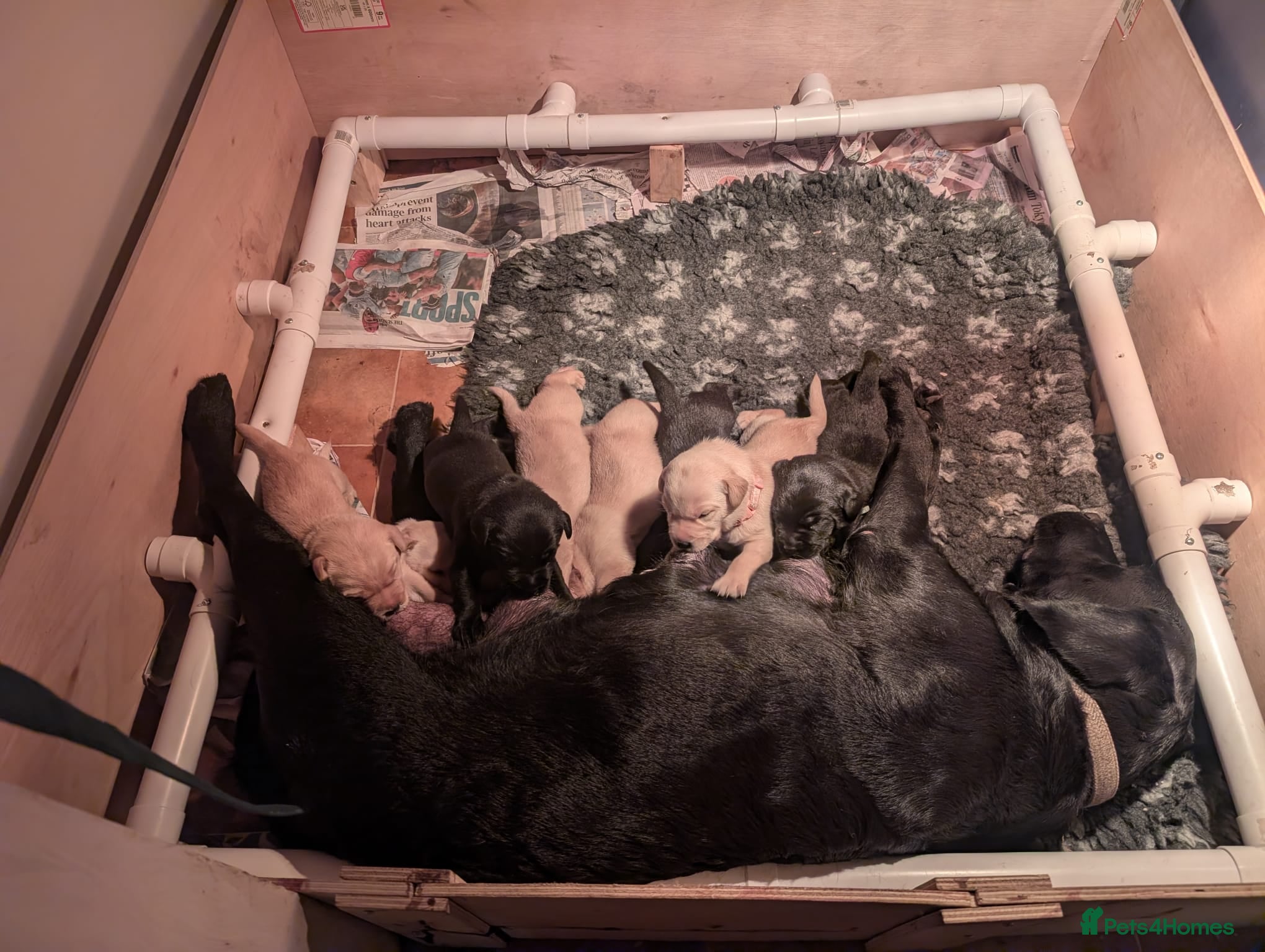 Labrador Retriever dogs 2 yellow Labrador girl puppies - Advert 2