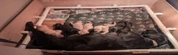 Labrador Retriever dogs for sale: 2 yellow Labrador girl puppies - Advert 1