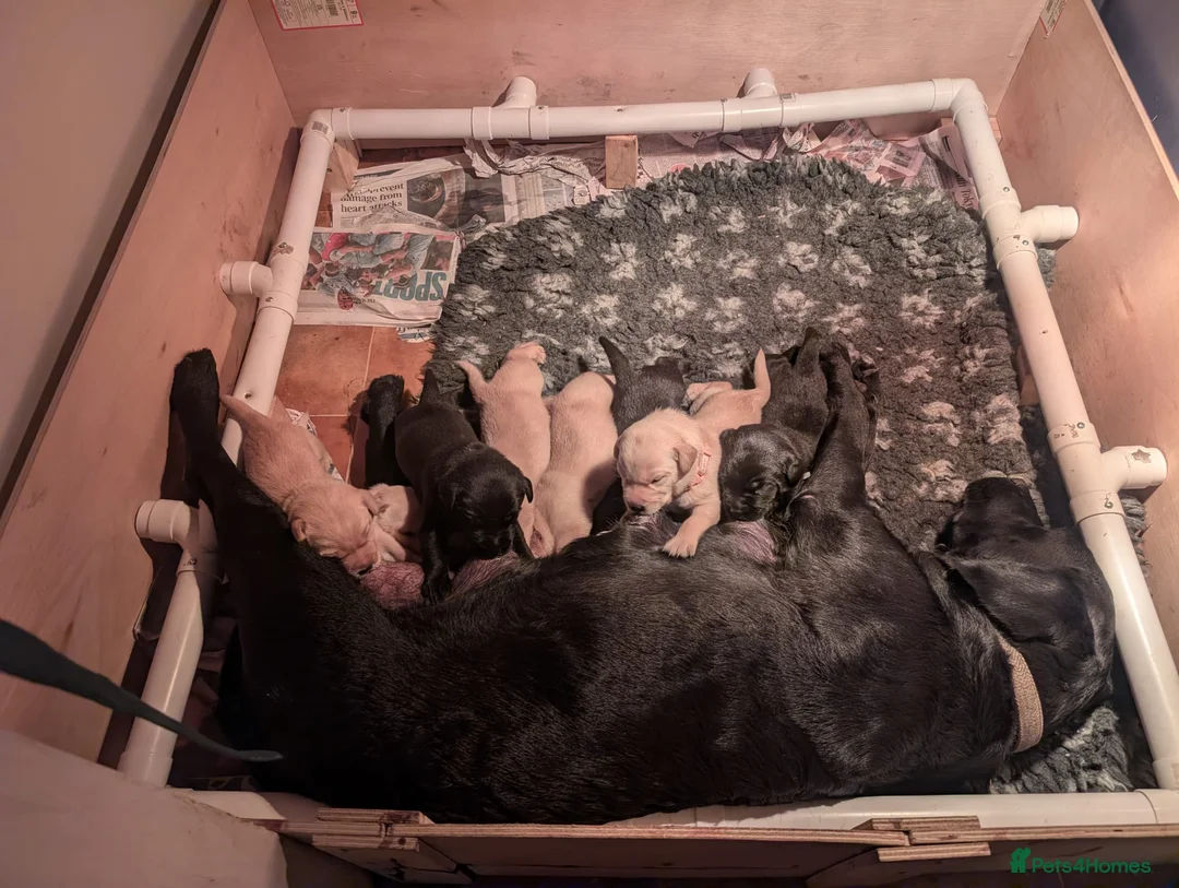 Labrador Retriever dogs for sale: 2 yellow Labrador girl puppies - Advert 1