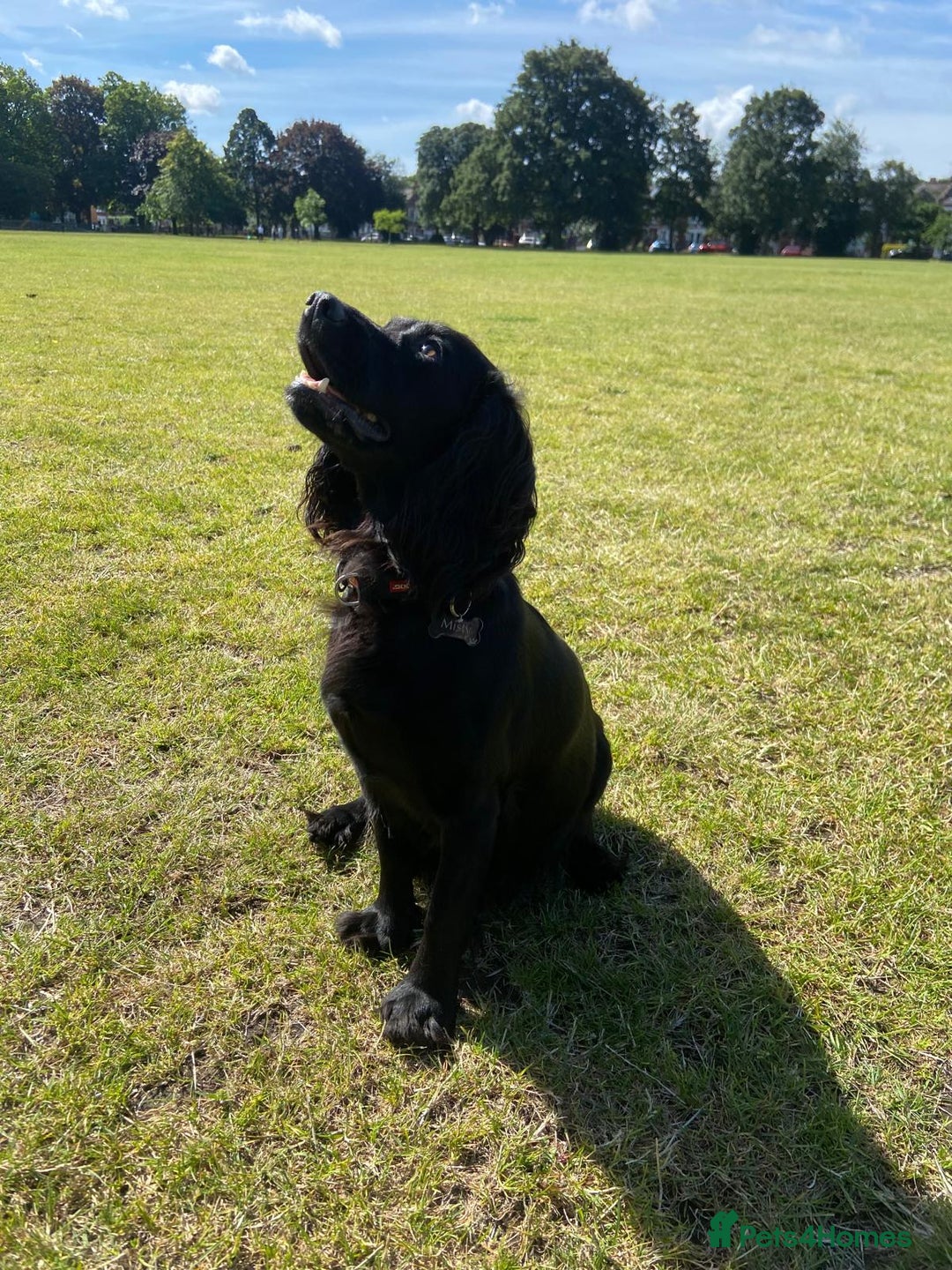 Cocker Spaniel dogs for sale: Working Cocker Spaniels - Image 2