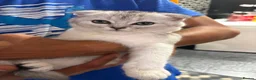 Scottish Fold cats for sale: Scottish Fold - Advert 6