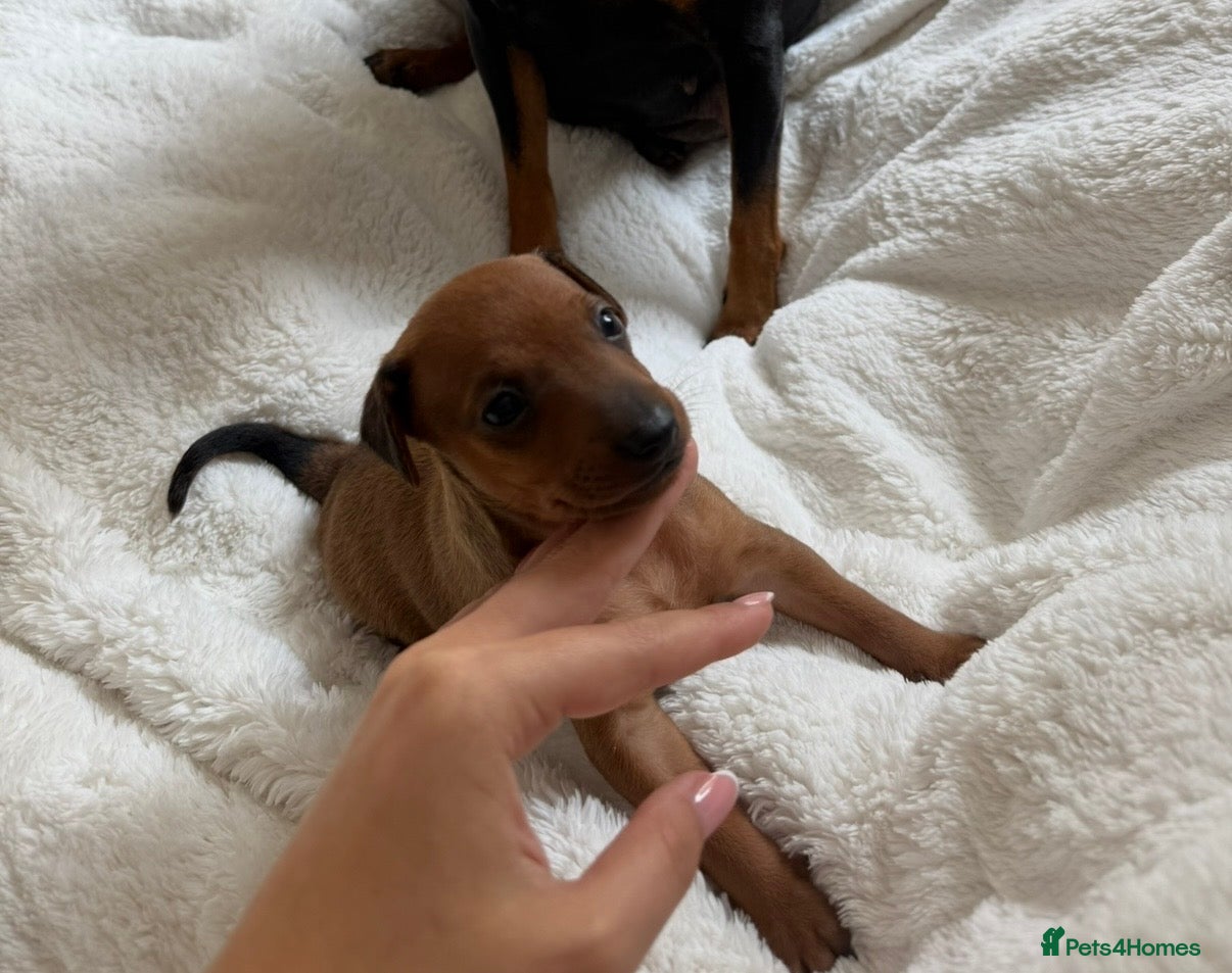 Miniature Pinscher dogs Miniature Pinscher Girl Puppy Last One Available🐶 - Advert 2