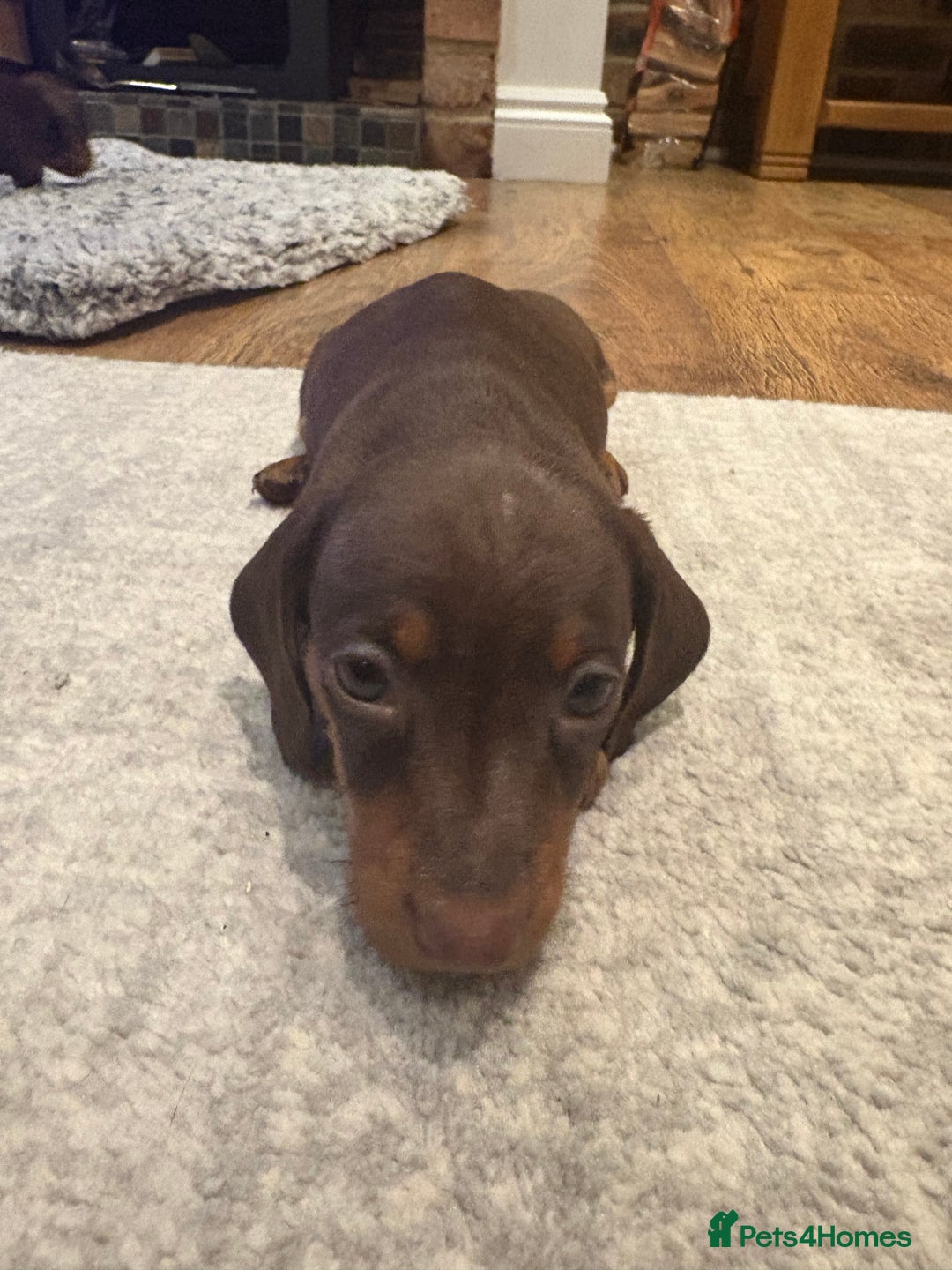 Dachshund dogs for sale: Dachshunds for Sale - Advert 18