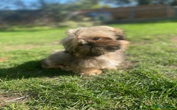 Shih Tzu dogs for sale: ❤️ Wilson has now joined his forever family ❤️ - Image 4