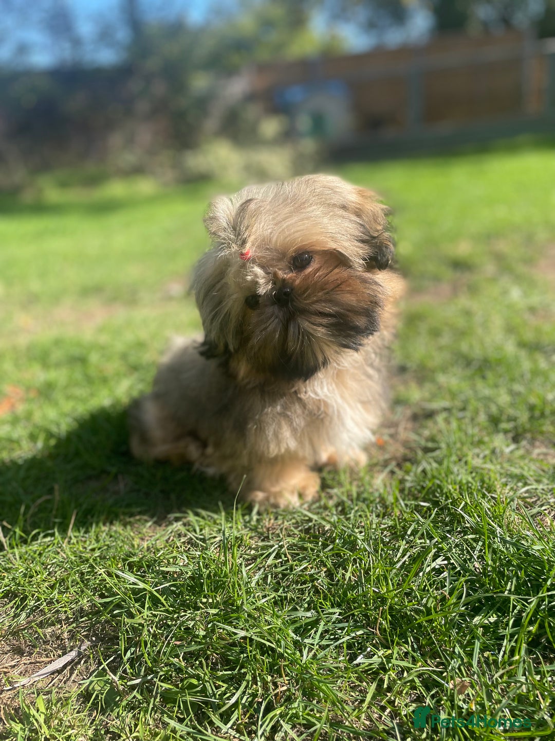 Shih Tzu dogs for sale: ❤️ Wilson has now joined his forever family ❤️ - Image 4
