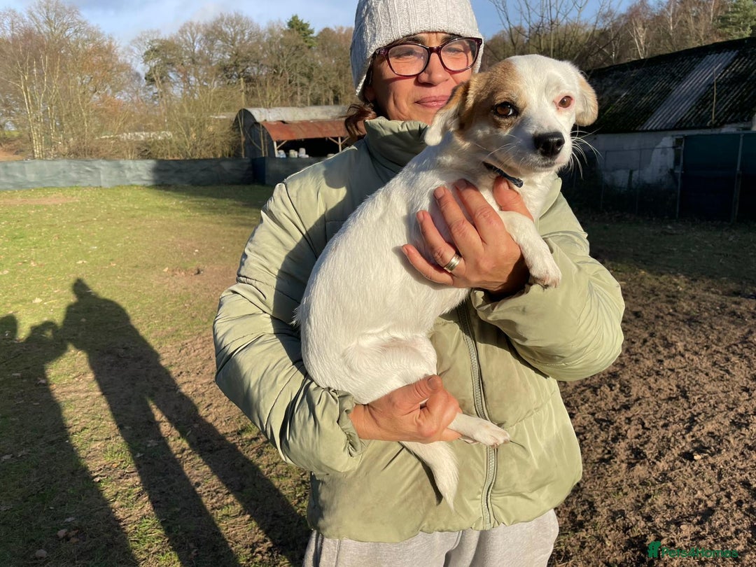 Mixed Breed dogs for adoption: RONNA - a beautiful tiny girl, for a Loving Home - Advert 17