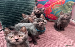 Lykoi cats for sale: Unique and adorable Lykoi kittens - Image 10