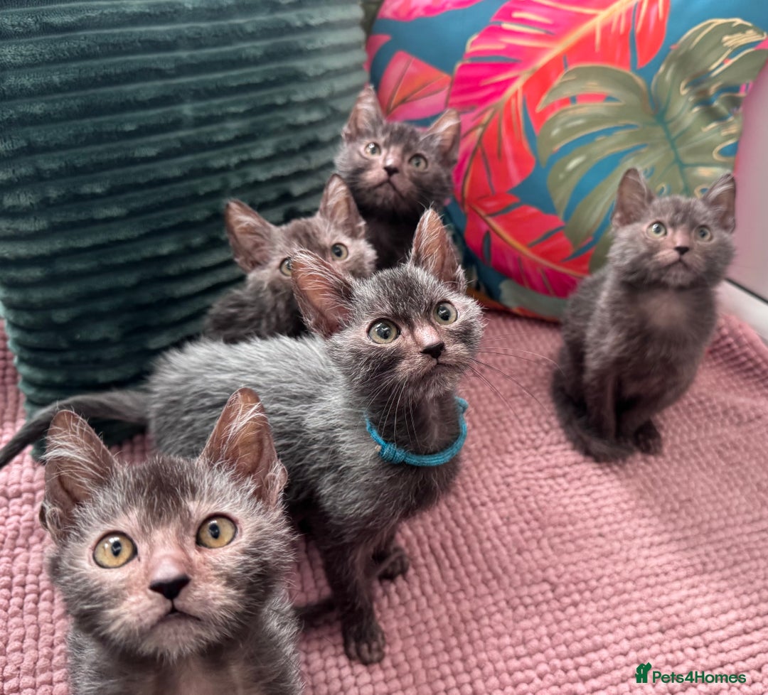 Lykoi cats for sale: Unique and adorable Lykoi kittens - Image 10