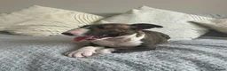 English Bull Terrier dogs for sale: English bull terrier puppies for sale - Advert 10