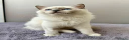 Ragdoll cats for sale: TICA registered blue mitted radoll kitten - Advert 4