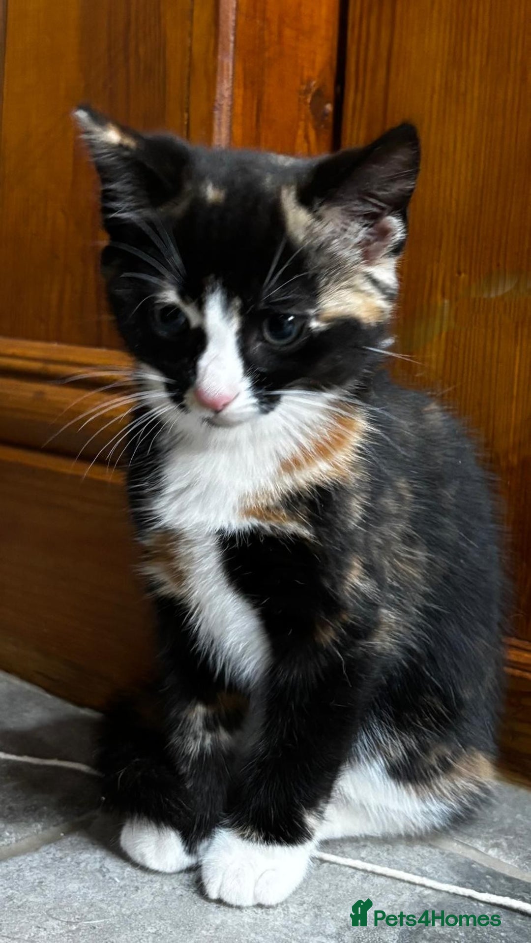 Mixed Breed cats for sale: Affectionate Farm Reared Kittens - Advert 8