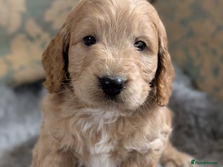 Cockapoo dogs Stunning health tested F1 cockapoo puppies - Advert 2