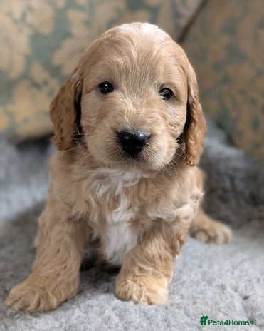 Cockapoo dogs Stunning health tested F1 cockapoo puppies - Advert 15